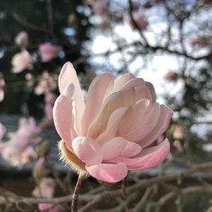 Meet your Posher, Rose